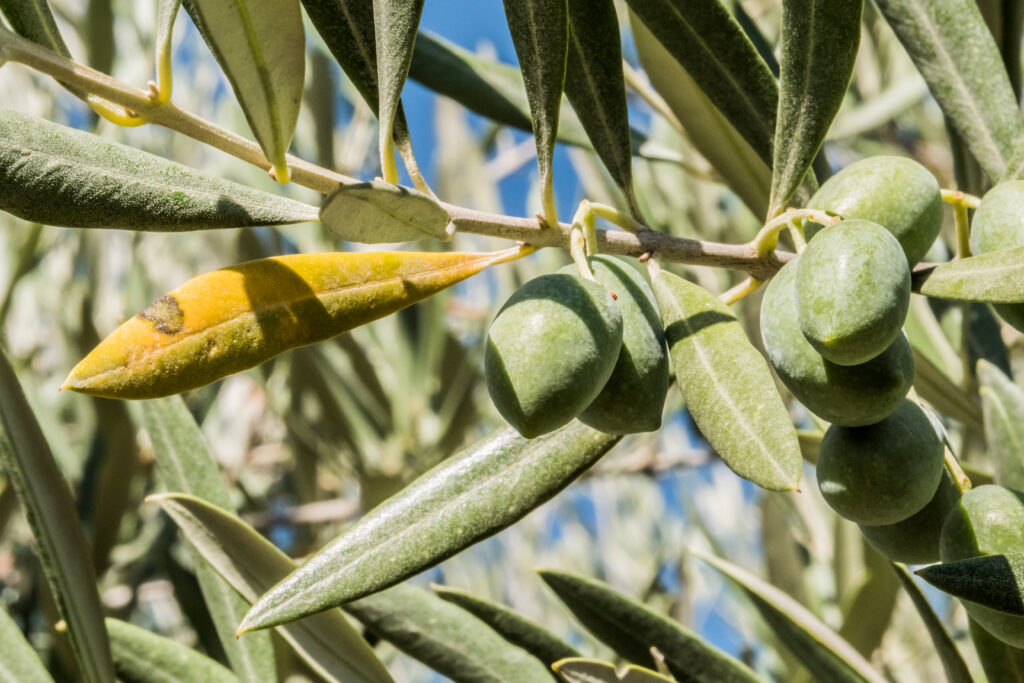 Olive tree infected with X. fastidiosa