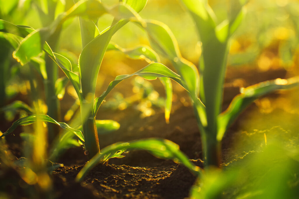 Sunlight illuminating crops growing in a field