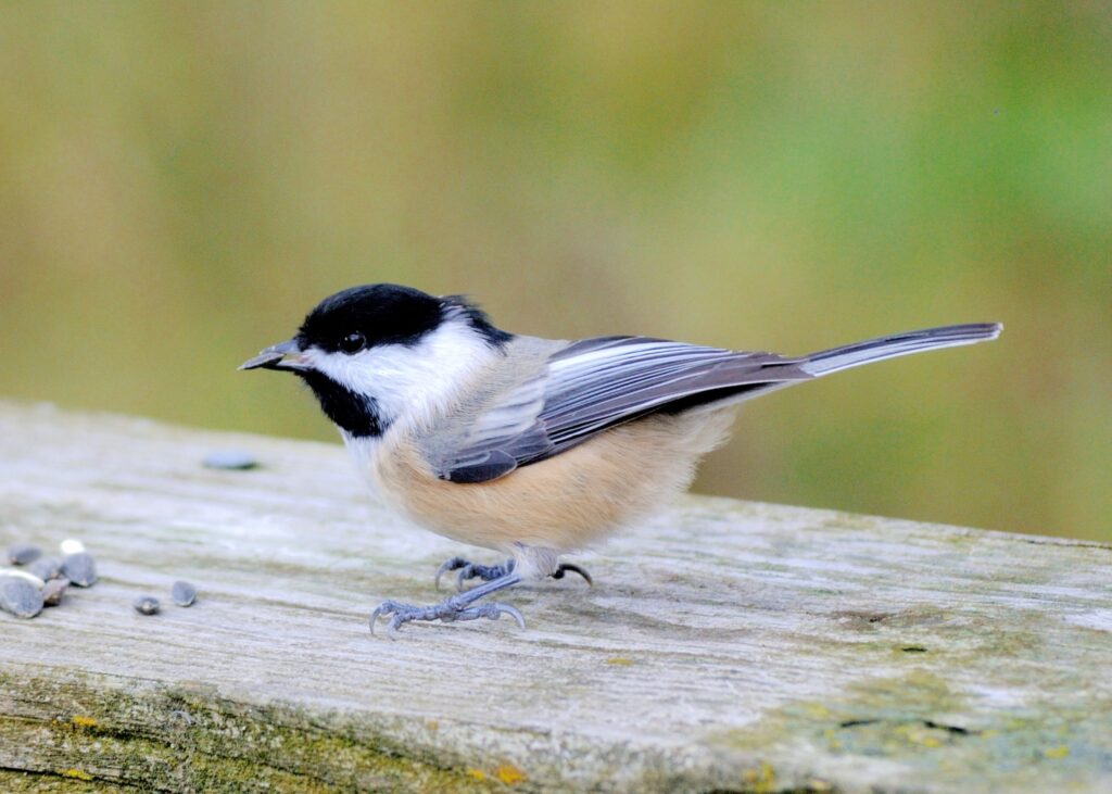 A black-capped chickadee nibbles on a seed
