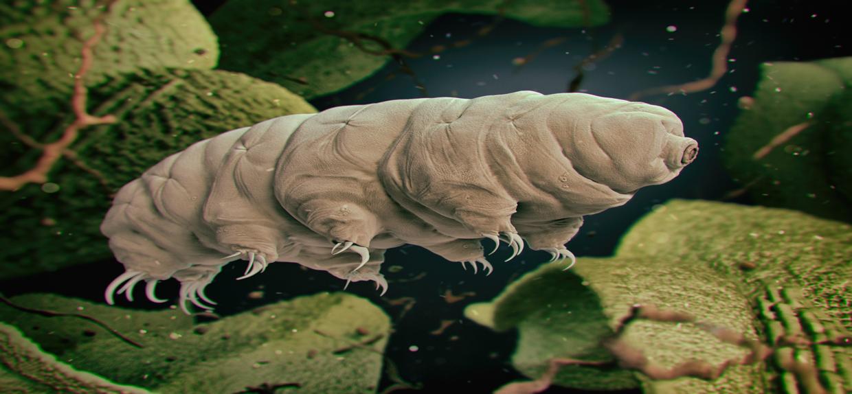 Tardigrade Proteins Might Solve the Cold Chain Problem for Biologics