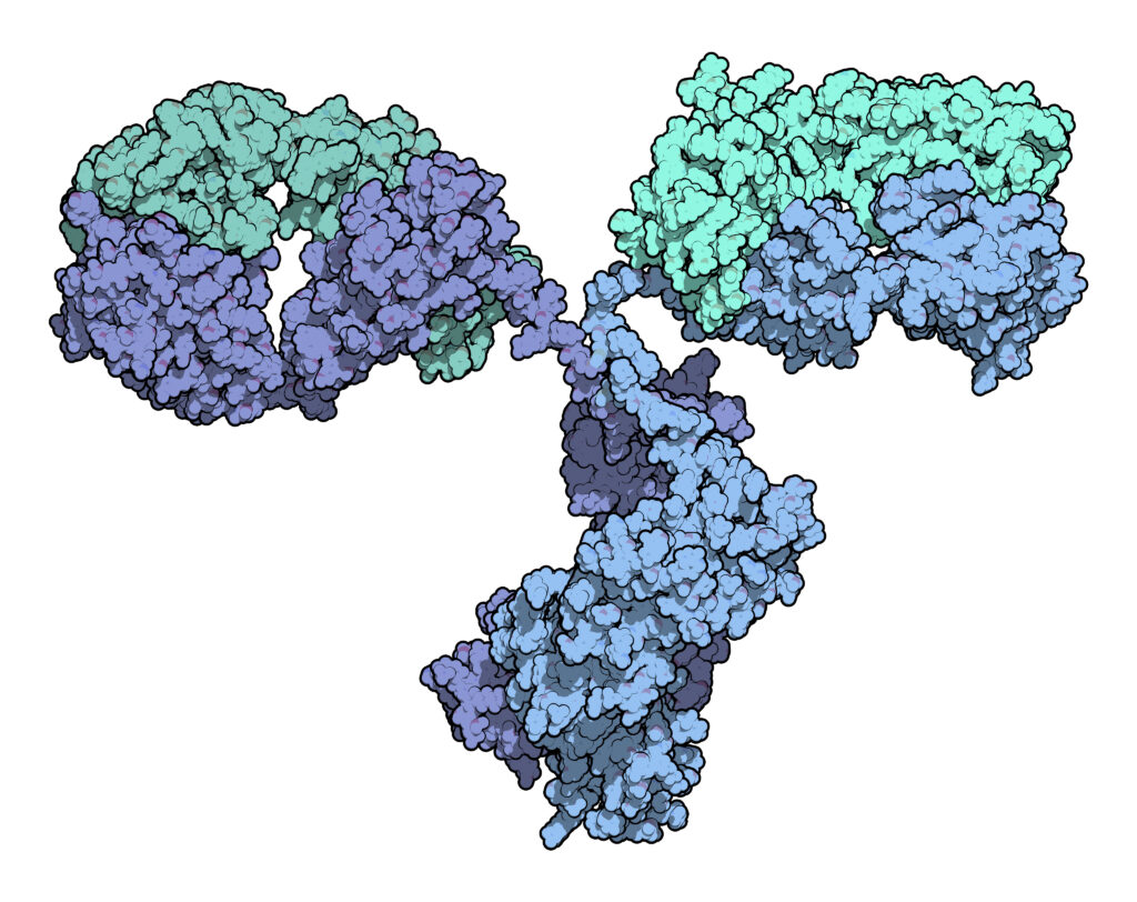 Antibody, On-bead conjugation