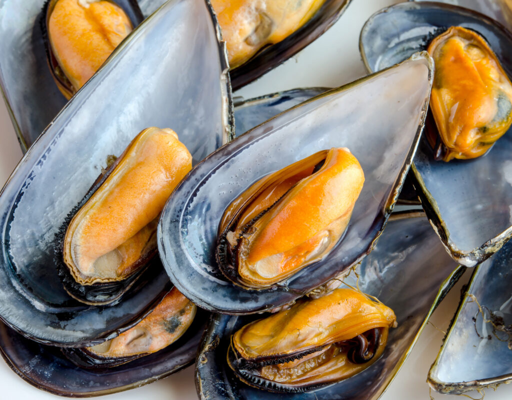 mussels
