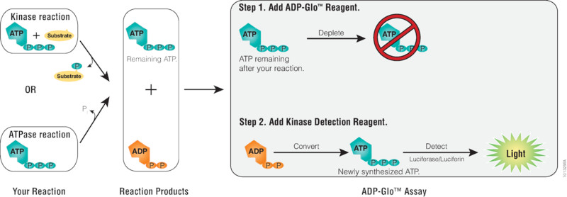 ADP-Glo schematic diagram.