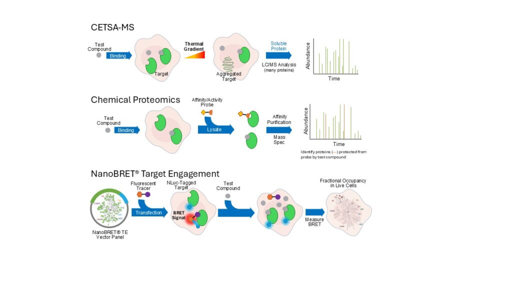 Image depicting cellular selectivity methods CETSA-MS, chemical proteomics and NanoBRET target engagement.