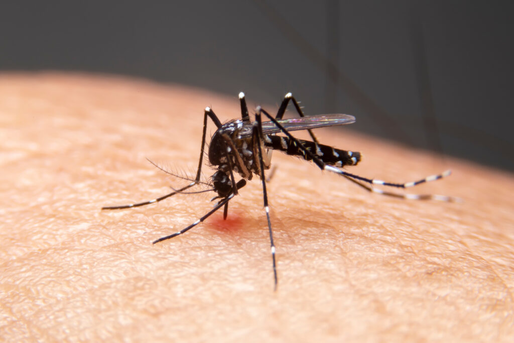 Mosquito bite