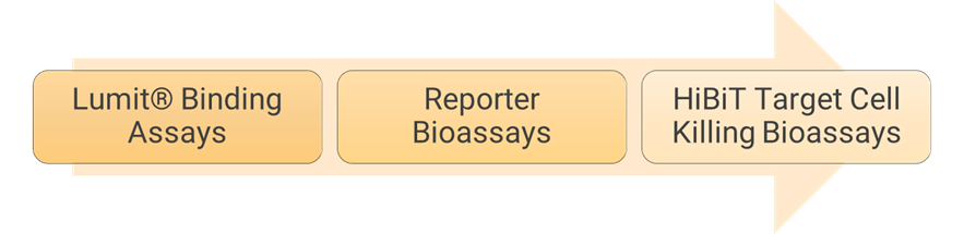 Schematic diagramming the suite of Promega Fc effector assays in one seamless workflow to support antibody development across the pipeline.