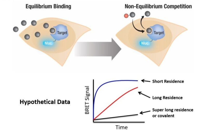 Compound Affinity Residence Time: The Impact of Binding Kinetics on Compound-Target ...