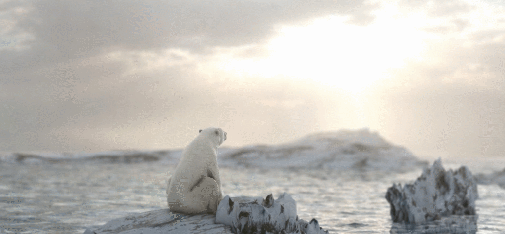 A polar bear sits on a snow-covered ice floe in the Arctic Ocean, gazing toward the horizon as sunlight filters through clouds over icy water.