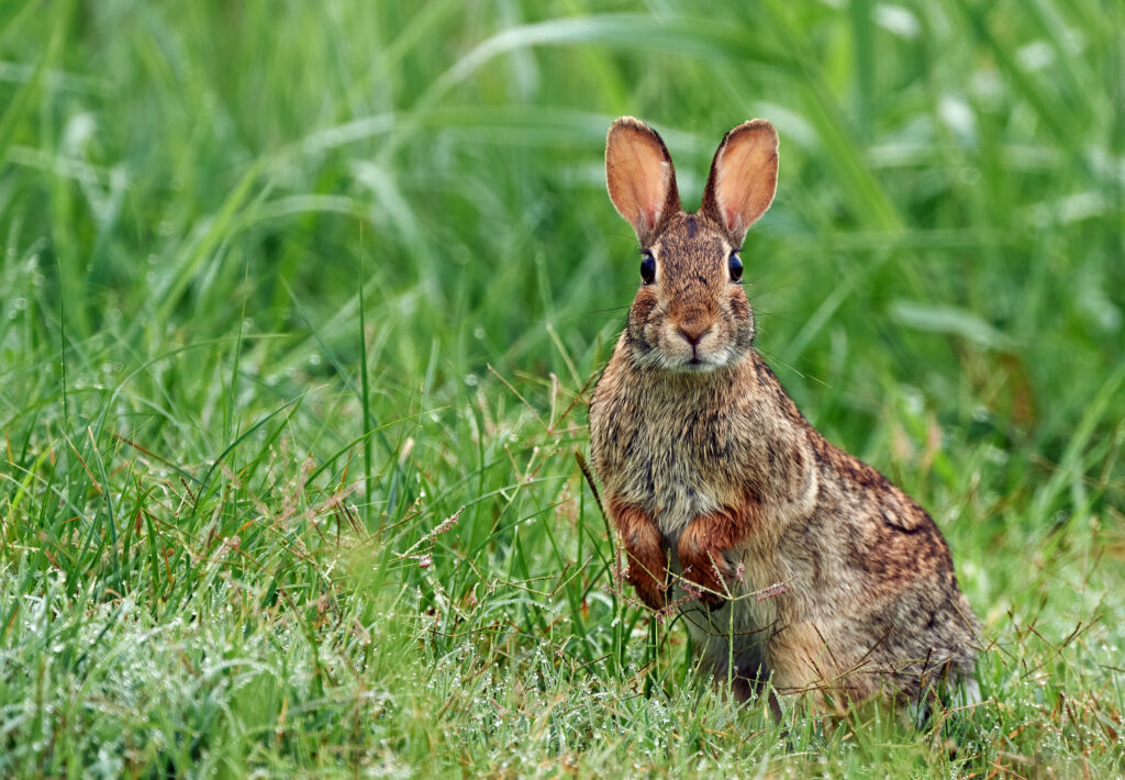 a brown rabbit facing the camera with grass in the background. 