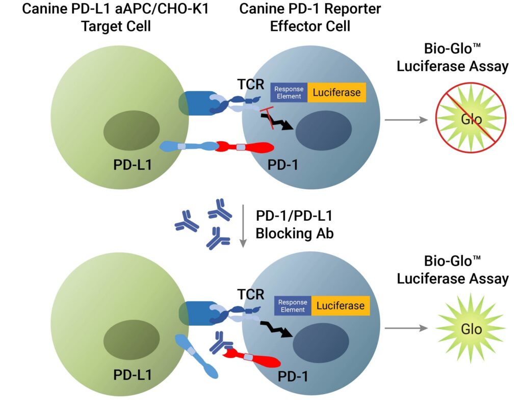 Schematic showing principle of the Canine PD-1/PD-L1 assay