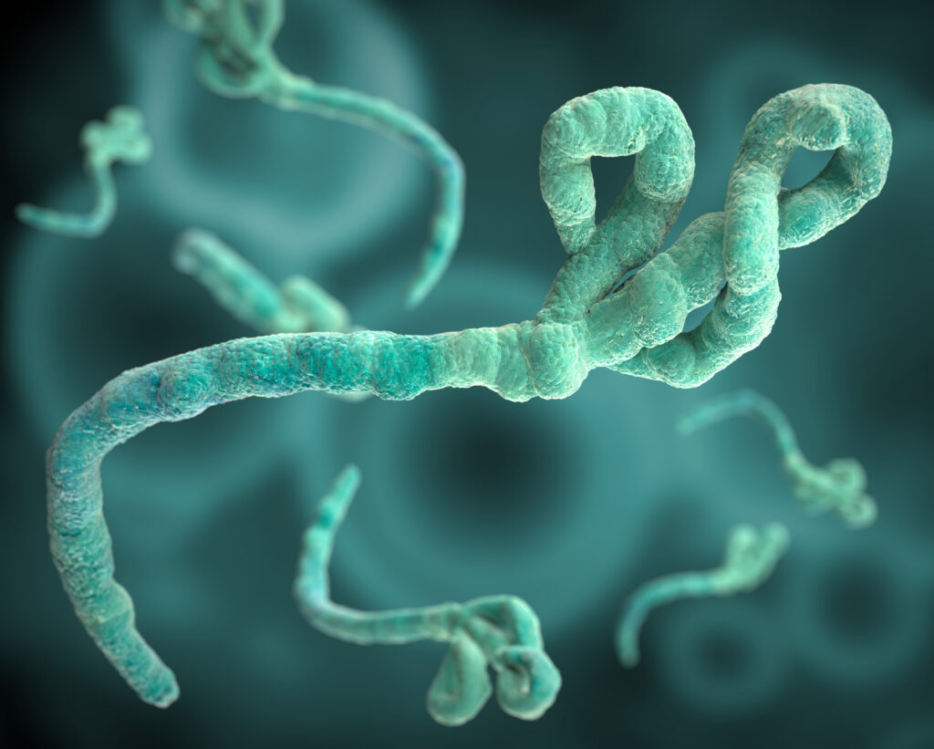 Ebola Virus under the microscope 