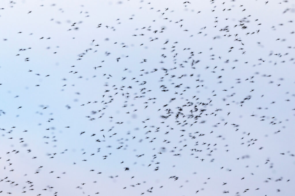 Image of flies swarming in the sky. 
