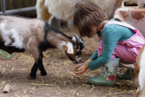 Child interacting with a baby goat at a petting zoo. Four baby goats at a mobile petting zoo tested positive for rabies after a skunk got into their enclosure. Incidents like this underscore the need for quality rabies testing.