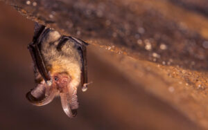 Little brown bat in cave. Bats can be a source of zoonotic diseases like rabies.