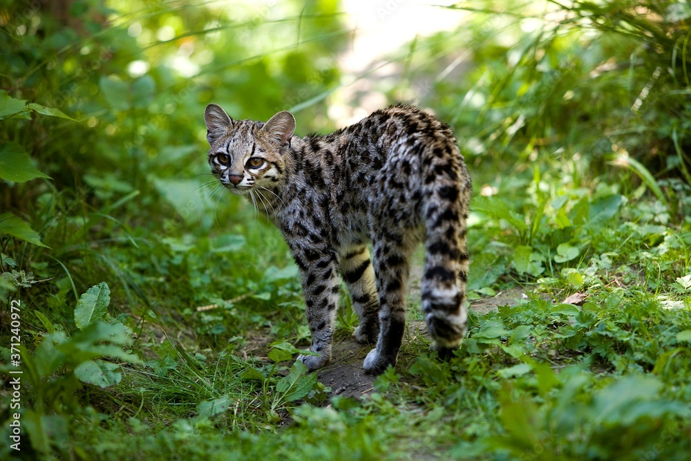 Tiger Cat, leopardus tigrinus, Adult standing in Long Grass (Adobe Stock Photo)