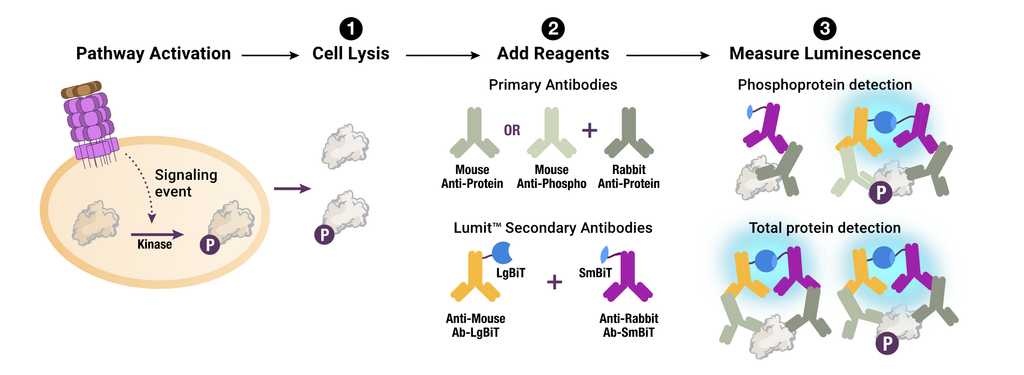 Figure 1: General Principle of the Lumit® Immunoassay Cellular Systems.